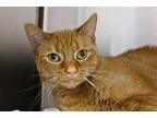 Dallas Domestic Shorthair Young Female