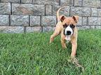 Arrow American Staffordshire Terrier Puppy Male