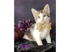 Jolie Domestic Shorthair Kitten Female