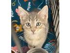 Finlay Domestic Shorthair Kitten Male