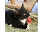 Sally-3656 Domestic Mediumhair Kitten Female