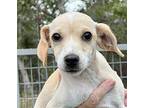 Casper Beagle Puppy Male