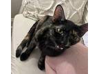 BROWNIE Domestic Shorthair Young Female