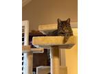 Adopt Ouiser (Wheezer) a Domestic Short Hair