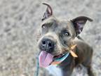 Adopt IRMA a Pit Bull Terrier, Mixed Breed