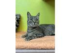 Adopt Stacy a Domestic Short Hair