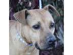 Adopt Vega a Shar-Pei, Pit Bull Terrier