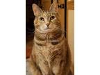 Adopt Kieko a Domestic Short Hair