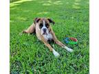 Adopt RYLEE a Boxer