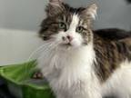 Adopt Sissy a Domestic Long Hair