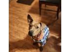Adopt Orissa a Carolina Dog, Pit Bull Terrier