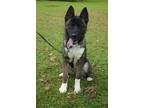 Adopt Gypsy a Akita