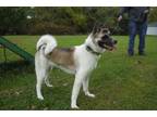 Adopt Yosi a Akita