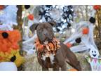 Adopt Sugar a Chocolate Labrador Retriever, American Staffordshire Terrier