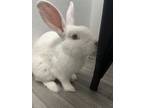 Adopt Ruby a White Florida White / Mixed rabbit in Naples, FL (37400756)