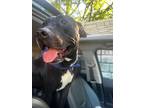Adopt Homeland a Black Mixed Breed (Large) / Mixed dog in Cincinnati