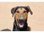 Adopt Buddy a Black Hound (Unknown Type) / Hound (Unknown Type) / Mixed dog in