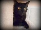 Adopt Ashes a Domestic Short Hair