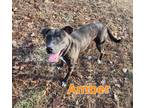 Adopt Amber a American Staffordshire Terrier