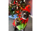 Adopt Legend-Adoption Fee Sponsored a American Staffordshire Terrier, Boxer