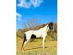  [url removed] SHOW & TRAIL SPOTTED SADDLE GELDING