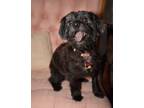 Adopt GRACIE a Terrier, Shih Tzu