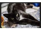 Adopt Sweetie a Domestic Short Hair