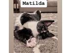 Adopt Matilda a Domestic Short Hair, Tuxedo