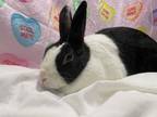 Adopt Ollie a Bunny Rabbit