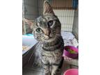 Adopt Trinity a Domestic Short Hair