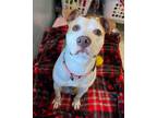 Adopt Caroline a Pit Bull Terrier