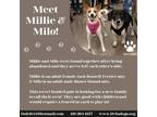 Adopt Millie and Milo a Jack Russell Terrier