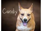 Adopt Candy a Husky, Staffordshire Bull Terrier