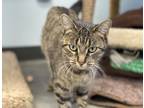 Adopt Haddi a Tabby