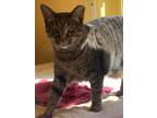 Adopt Sweetie (Electra) a Domestic Short Hair
