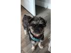 Adopt Buttercup a Affenpinscher