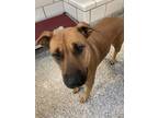 Adopt QUEEN a Black Mouth Cur, Mixed Breed