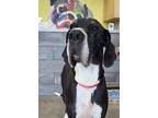 Adopt Betty a Great Dane