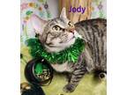 Adopt Jody a Domestic Short Hair