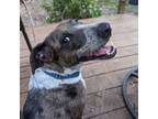 Adopt Bloss a Australian Cattle Dog / Blue Heeler, Catahoula Leopard Dog