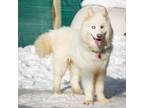 Adopt Kyko a Samoyed, Siberian Husky