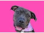 Adopt Apple - ADOPT Me! a American Bully, Mastiff