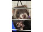 Adopt Selena a Ferret