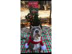 Adopt Baylee a American Staffordshire Terrier, American Bully