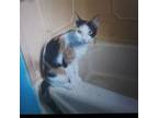 Adopt Delilah (Peg-Fostered in TN) a Calico