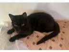 Adopt Buddy (Peg-Fostered in TN) a Domestic Short Hair