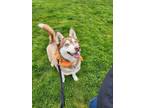 Adopt Feather a Siberian Husky