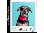 Adopt Abby 110423 a Black and Tan Coonhound, Labrador Retriever