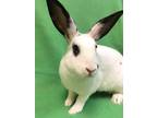 Adopt Marilyn Monroe a Bunny Rabbit