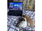 Adopt Meadow and Willow a Guinea Pig